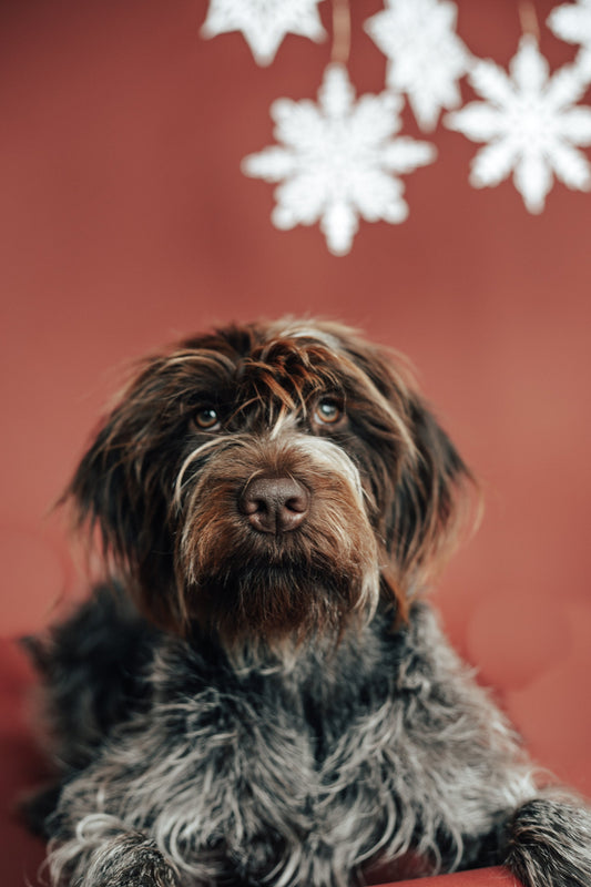 Paper Snowflake Set of 5 - Holiday Decor - Snowflakes - Winter